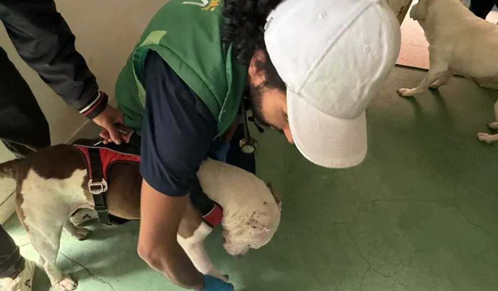 Rafael Uribe: rescataron a dos pitbull que habrían sufrido abuso sexual 1 Rafael Uribe: rescataron a dos pitbull que habrían sufrido abuso sexual Los aullidos de los animales habrían delatado al agresor, quien fue denunciado por la comunidad del barrio Puerto Rico, en la localidad de Rafael Uribe.