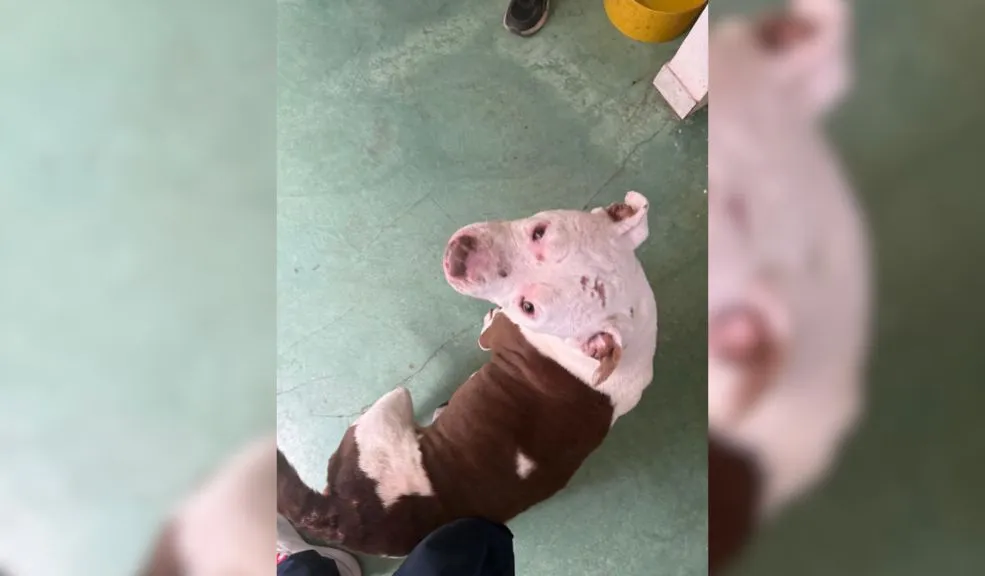 Rafael Uribe: rescataron a dos pitbull que habrían sufrido abuso sexual Los aullidos de los animales habrían delatado al agresor, quien fue denunciado por la comunidad del barrio Puerto Rico, en la localidad de Rafael Uribe.