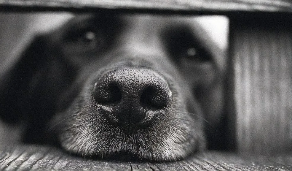 ¿Por qué vale la pena adoptar a un peludito viejito? Detrás de las canas de estos perros y gatos mayores se esconde una madurez invaluable.