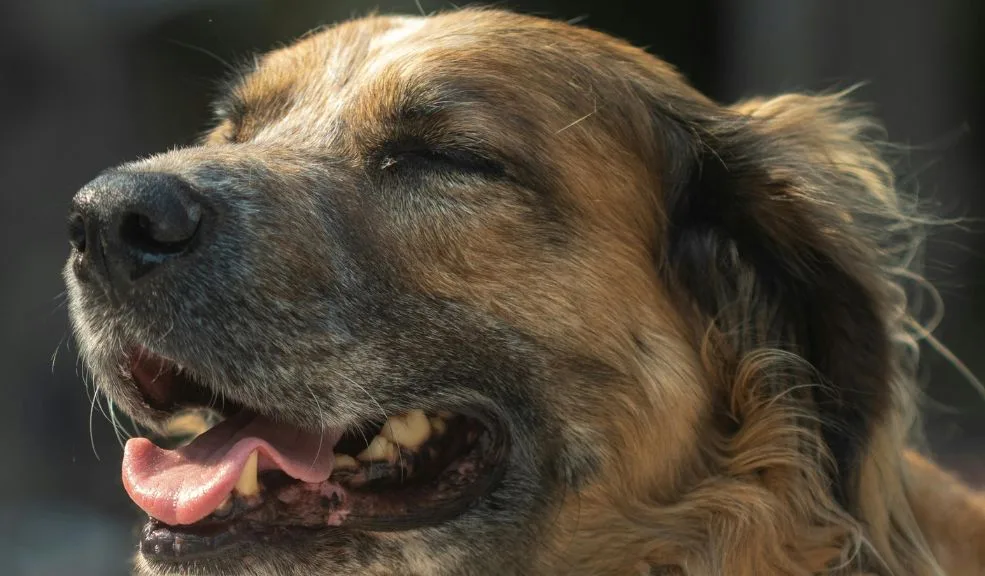 ¿Por qué vale la pena adoptar a un peludito viejito? Detrás de las canas de estos perros y gatos mayores se esconde una madurez invaluable.