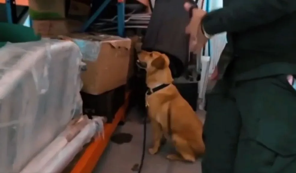 ¡Los pillaron! Incautan más de 9 kilos de marihuana en bodegas de mensajería En una ofensiva contra el microtráfico por encomiendas, la Seccional de Carabineros de Bogotá interceptó más de 9.500 gramos de marihuana ocultos en bodegas de mensajería del sector de Montevideo, Fontibón.