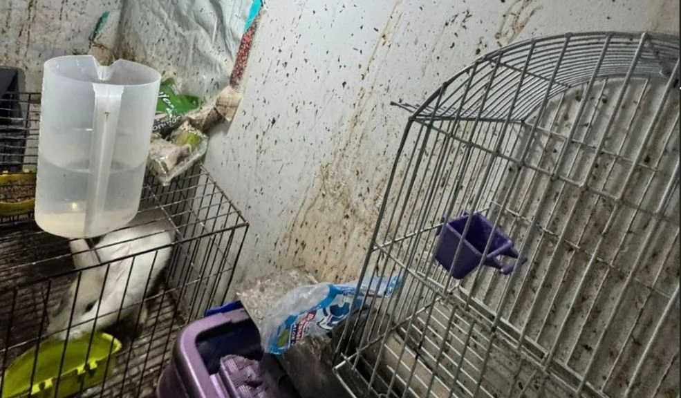 Policía incautó 34 animales durante operativo en la Plaza del 20 de Julio 1 Policía incautó 34 animales durante operativo en la Plaza del 20 de Julio Una acción conjunta entre la Policía Metropolitana, la Secretaría de Ambiente y el IDPYBA permitió el rescate de 34 animales que eran comercializados ilegalmente en la emblemática Plaza del 20 de Julio.
