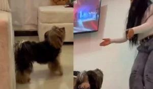 ¡Un crack! el perrito champetero que se robó las miradas en redes sociales