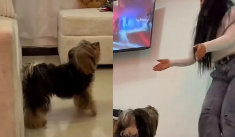 ¡Un crack! el perrito champetero que se robó las miradas en redes sociales