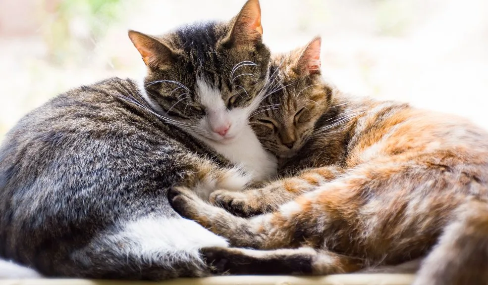 ¿Qué es el mal llamado ‘Covid de los gatos’? Distrito aclara y descarta riesgo para humanos 1 ¿Qué es el mal llamado ‘Covid de los gatos’? Distrito aclara y descarta riesgo para humanos En los últimos días se ha difundido en redes sociales una alerta por el mal llamado ‘Covid de los gatos’. Ante la desinformación que ha circulado, el Distrito decidió aclarar de qué se trata esta enfermedad y sus riesgos, con el fin de evitar posibles casos de abandono.
