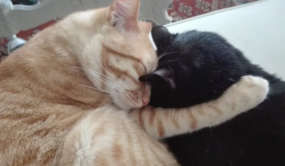 ¿Qué es el mal llamado ‘Covid de los gatos’? Distrito aclara y descarta riesgo para humanos 2 ¿Qué es el mal llamado ‘Covid de los gatos’? Distrito aclara y descarta riesgo para humanos En los últimos días se ha difundido en redes sociales una alerta por el mal llamado ‘Covid de los gatos’. Ante la desinformación que ha circulado, el Distrito decidió aclarar de qué se trata esta enfermedad y sus riesgos, con el fin de evitar posibles casos de abandono.