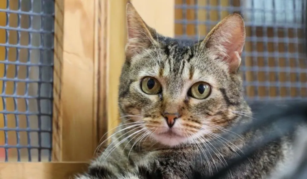 ¿Quiere esterilizar a su mascota? Habilitan 520 cirugías para perros y gatos en Engativá ¡Atención, Engativá! El IDPYBA abrió 520 cupos para esterilizar a sus perros y gatos. Aquí le contamos cuáles son los requisitos y cómo participar en esta jornada.