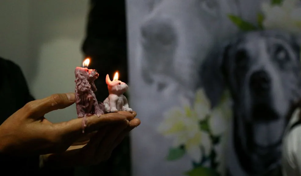 A responder por maltrato y muerte de perritas en Bosa y Usaquén Dos casos de presunto maltrato animal ocurridos en distintos puntos de Bogotá terminaron en judicialización por parte de la Fiscalía, a través del Grupo Especial para la Lucha contra el Maltrato Animal (GELMA).