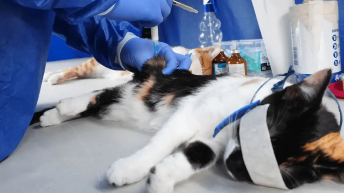 Engativá: 900 nuevos cupos gratuitos de esterilización para perros y gatos Bogotá habilitó 900 cupos gratuitos de esterilización para perros y gatos que se atenderán del 16 al 20 de febrero de 2026 en la Unidad de Cuidado Animal de Engativá, con agendamiento previo obligatorio.