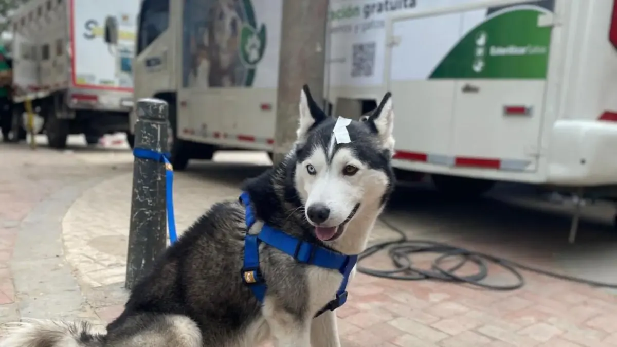 Engativá: 900 nuevos cupos gratuitos de esterilización para perros y gatos 4 Engativá: 900 nuevos cupos gratuitos de esterilización para perros y gatos Bogotá habilitó 900 cupos gratuitos de esterilización para perros y gatos que se atenderán del 16 al 20 de febrero de 2026 en la Unidad de Cuidado Animal de Engativá, con agendamiento previo obligatorio.