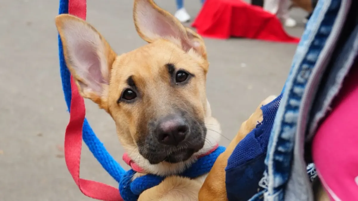 Engativá: 900 nuevos cupos gratuitos de esterilización para perros y gatos Bogotá habilitó 900 cupos gratuitos de esterilización para perros y gatos que se atenderán del 16 al 20 de febrero de 2026 en la Unidad de Cuidado Animal de Engativá, con agendamiento previo obligatorio.