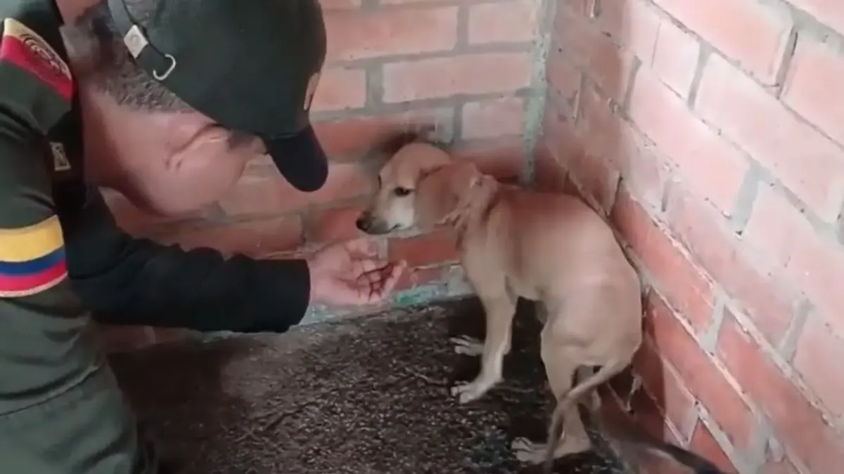 Capturan a mujer señalada de agredir a "Doki" en Girardot Los constantes lamentos de un canino en el barrio Gólgota, en Girardot, permitieron que las autoridades pusieran fin al sufrimiento de "Doki", un perro de raza criolla que era víctima de tratos crueles.