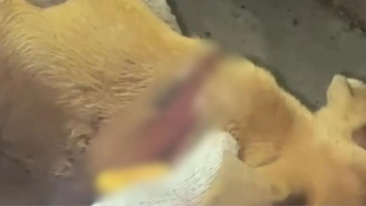 Capturan a mujer señalada de agredir a "Doki" en Girardot Los constantes lamentos de un canino en el barrio Gólgota, en Girardot, permitieron que las autoridades pusieran fin al sufrimiento de "Doki", un perro de raza criolla que era víctima de tratos crueles.
