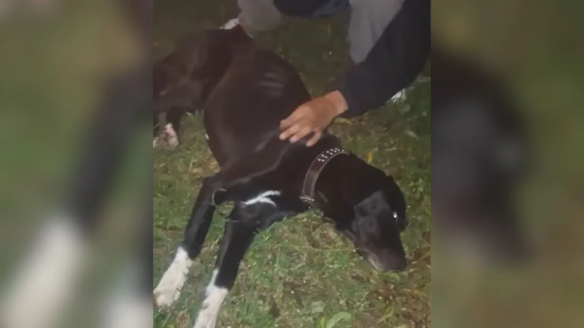 Comunidad denuncia casos de maltrato animal en Suba: 'Moxi' falleció En la localidad de Suba, varios animalistas realizaron un plantón frente a la Alcaldía Local para denunciar presuntos casos de maltrato animal ocurridos en el barrio Compartir.