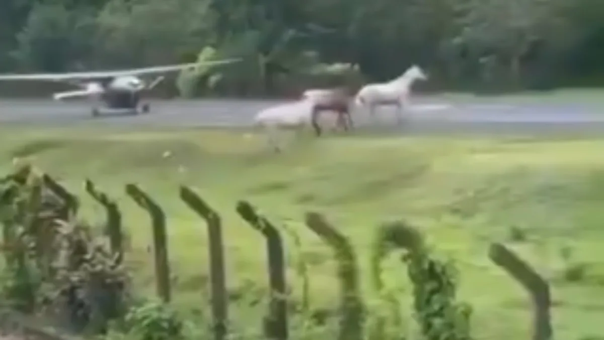 EN VIDEO Aterrizaje en Capurganá casi termina en tragedia por animales