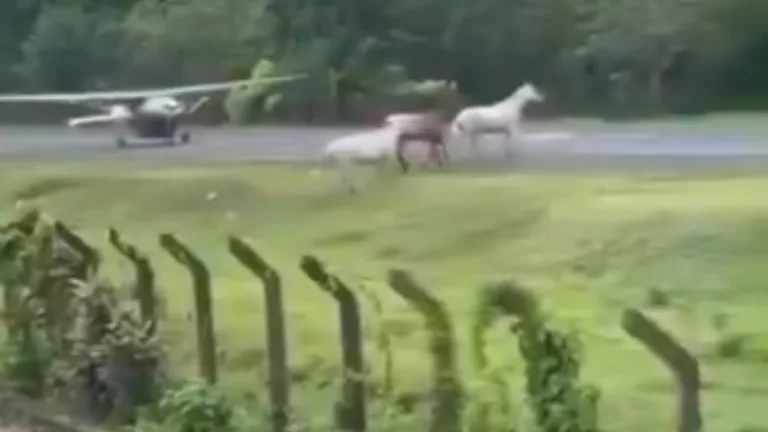 EN VIDEO Aterrizaje en Capurganá casi termina en tragedia por animales
