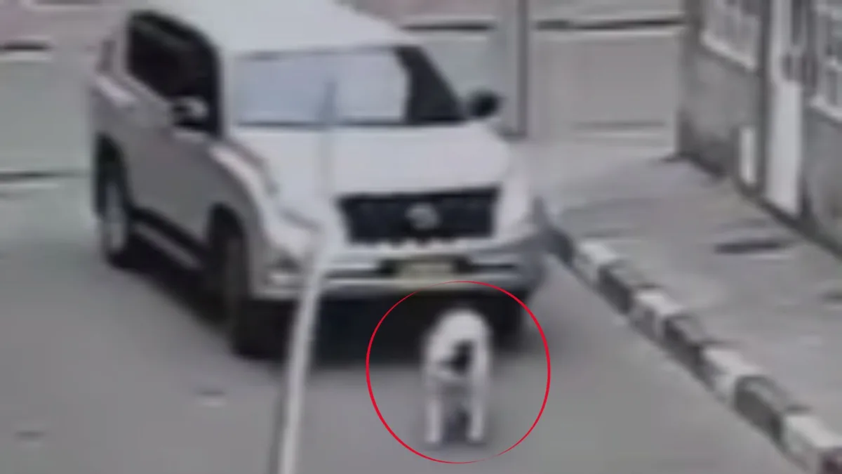 En video: buscan conductor que atropelló a una perrita y la dejó agonizando El dueño de una perrita llamada Kira, que fue atropellada en la mañana de este jueves, busca por cielo y tierra al conductor que la habría embestido y dejado agonizando sobre la vía.