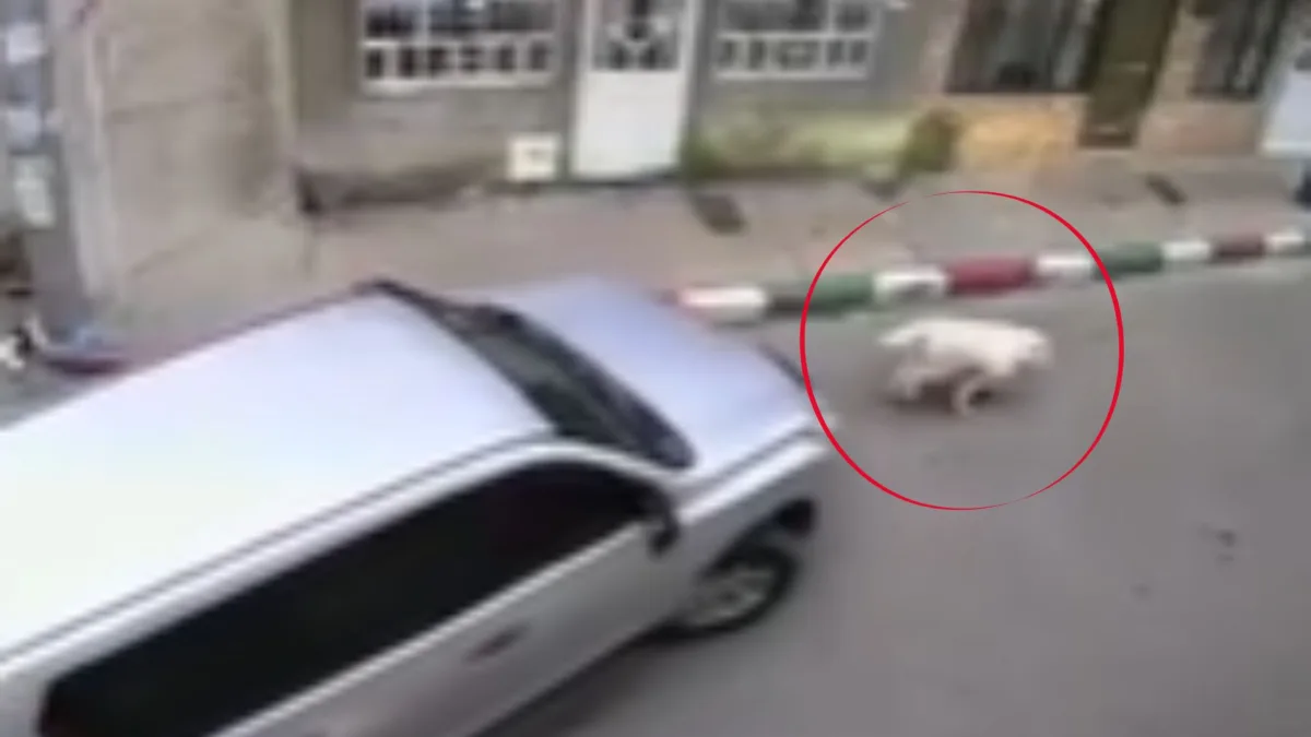 En video: buscan conductor que atropelló a una perrita y la dejó agonizando El dueño de una perrita llamada Kira, que fue atropellada en la mañana de este jueves, busca por cielo y tierra al conductor que la habría embestido y dejado agonizando sobre la vía.