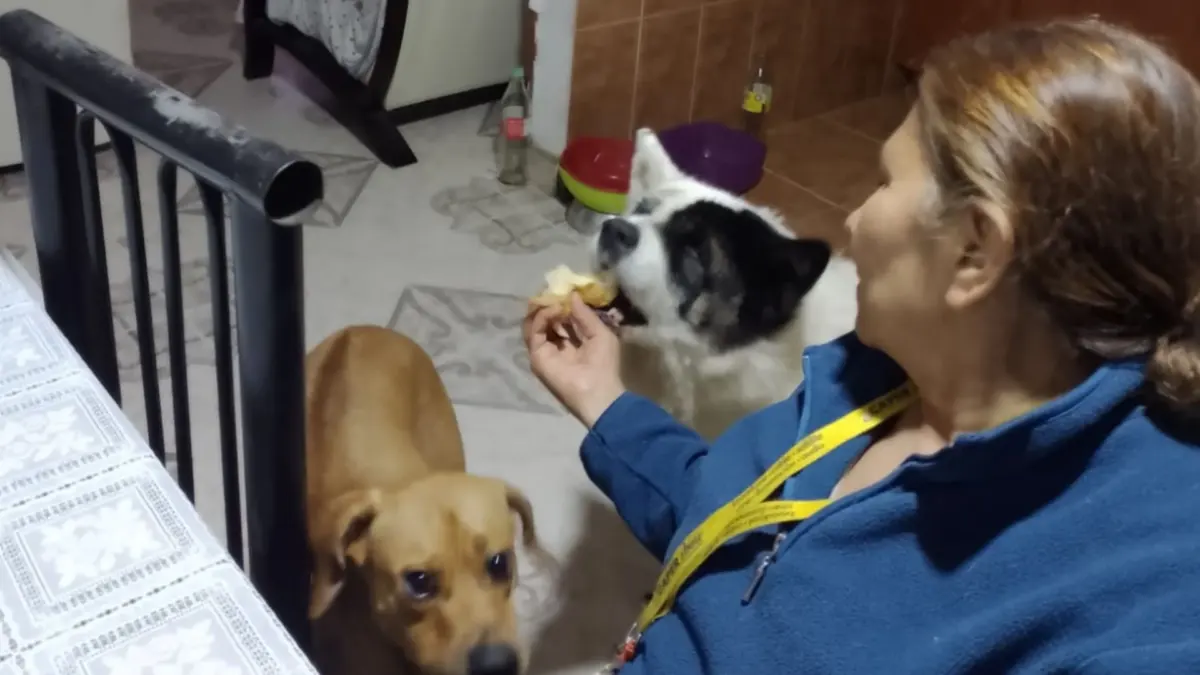 Kennedy: siguen pidiendo justicia por la muerte de Kira 2 Kennedy: siguen pidiendo justicia por la muerte de Kira Se va a cumplir una semana de la muerte de Kira en el barrio El Socorro, en Kennedy. La perrita, de 15 años, murió tras ser arrollada por una camioneta que, según su dueño, pertenecería al esquema del Ministerio de Educación.