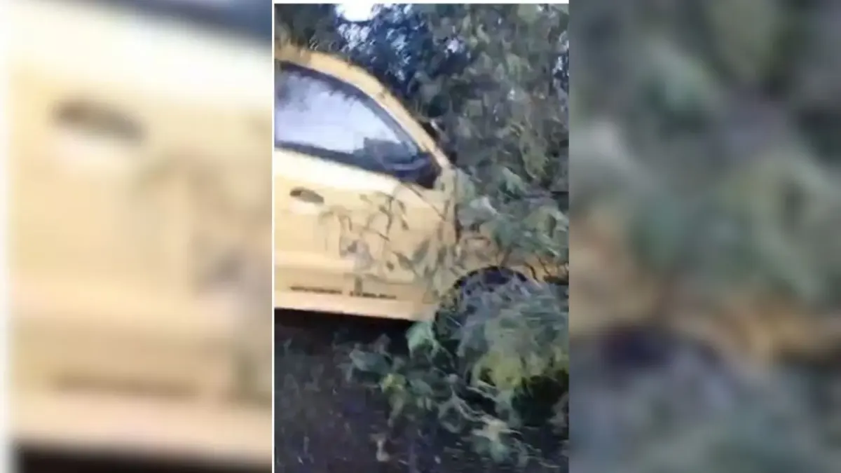 Teusaquillo: cierre total en la carrera 60 por caída de árbol Fuerte congestión vehicular se registra en la localidad de Teusaquillo por la caída de un árbol sobre la vía, hecho en el que un taxi habría resultado afectado tras la colisión.