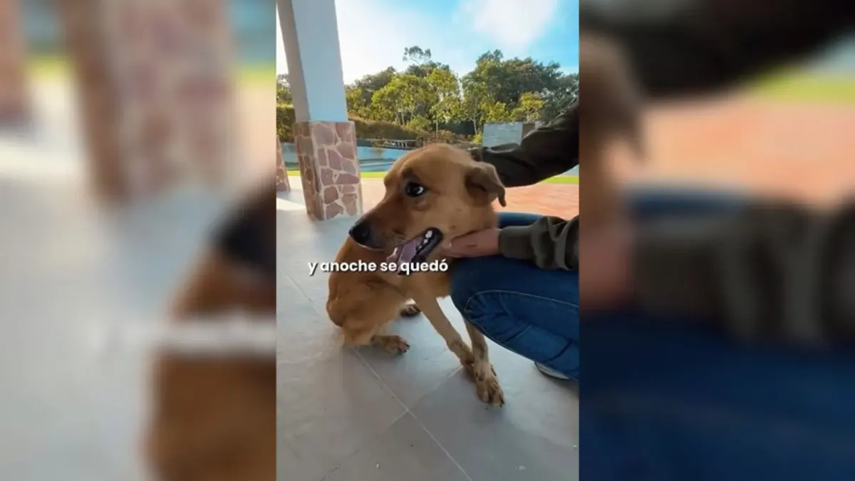 ¿Realmente fue abandonado? Esto pasó con el perrito en Santander Lo que inicialmente fue denunciado como un cruel abandono en plena carretera hacia la Mesa de Los Santos, ha tomado un rumbo inesperado tras la verificación de las autoridades.