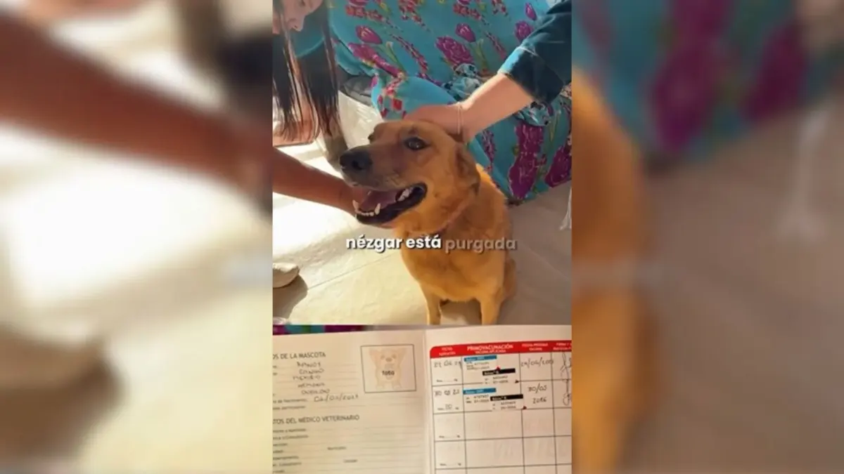 ¿Realmente fue abandonado? Esto pasó con el perrito en Santander Lo que inicialmente fue denunciado como un cruel abandono en plena carretera hacia la Mesa de Los Santos, ha tomado un rumbo inesperado tras la verificación de las autoridades.