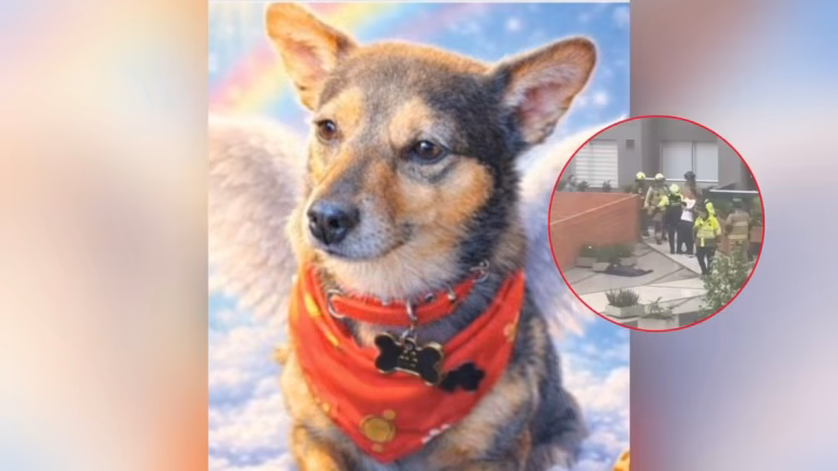 Perrito