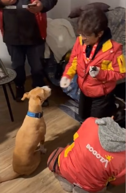 EN VIDEO: Infame lanzó a una perrita por las escaleras Un repudiable acto de violencia contra una perrita llamada Canela encendió las alarmas en la localidad de Barrios Unidos.