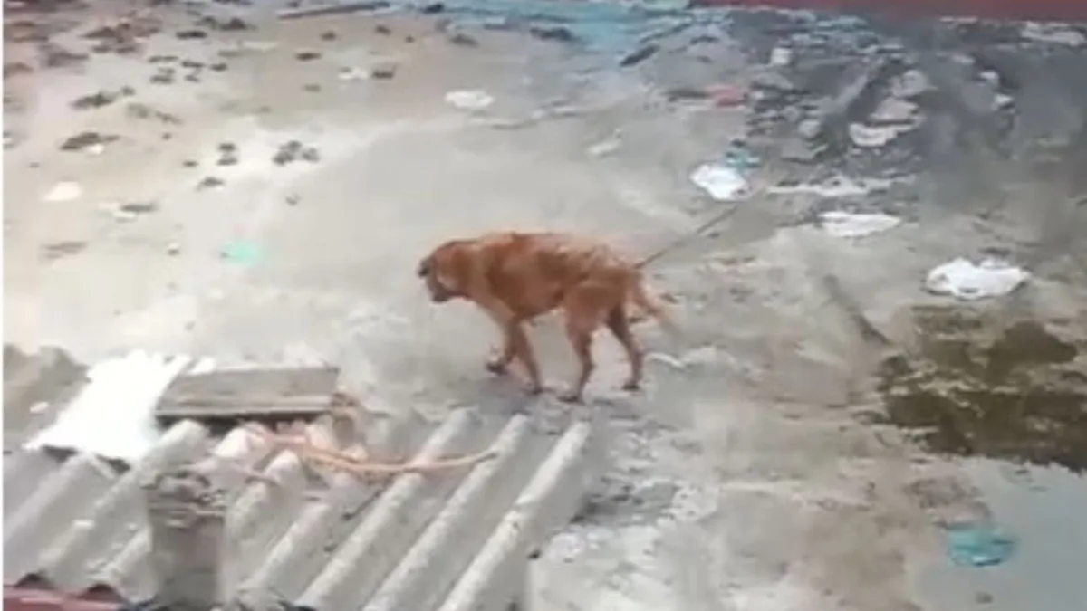 Rafael Uribe: rescatan a perrito en pésimas condiciones bajo el cuidado de una adulta mayor El Instituto Distrital de Protección y Bienestar Animal (IDPYBA) informó el rescate de un perrito en la localidad de Rafael Uribe que estaba al cuidado de una adulta mayor con diferentes condiciones de salud mental y que tendría al animal en condiciones deplorables.
