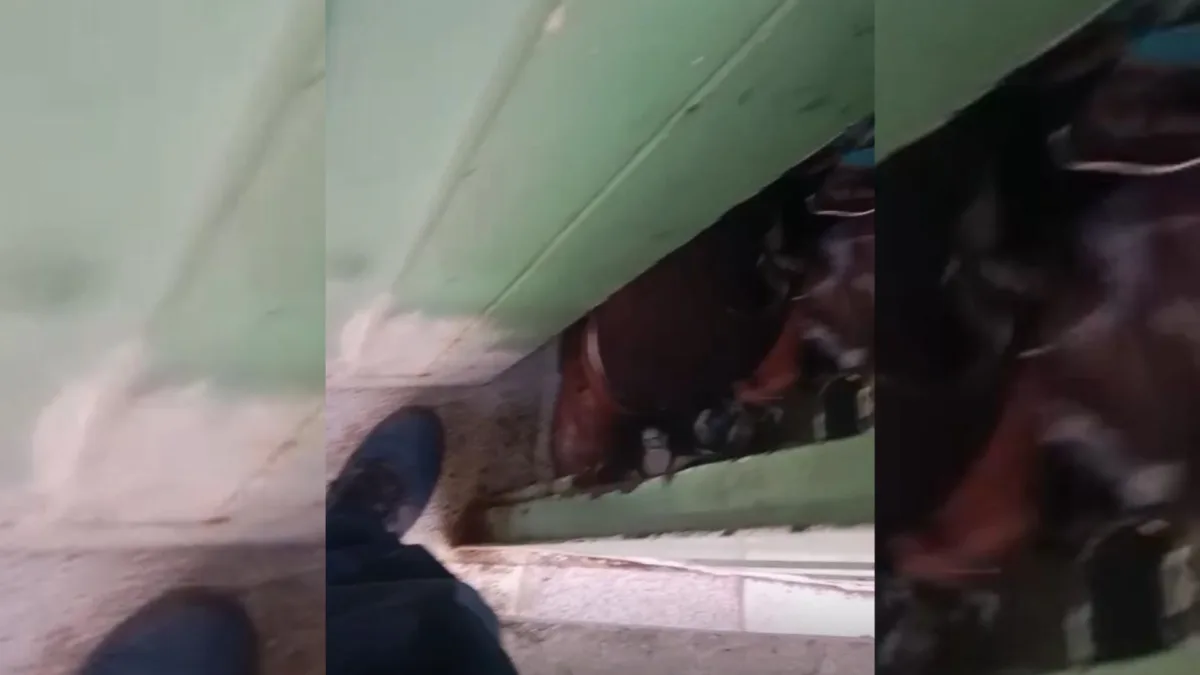 Rafael Uribe: rescatan a perrito en pésimas condiciones bajo el cuidado de una adulta mayor 2 Rafael Uribe: rescatan a perrito en pésimas condiciones bajo el cuidado de una adulta mayor El Instituto Distrital de Protección y Bienestar Animal (IDPYBA) informó el rescate de un perrito en la localidad de Rafael Uribe que estaba al cuidado de una adulta mayor con diferentes condiciones de salud mental y que tendría al animal en condiciones deplorables.