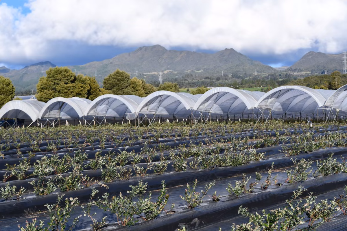 De la Sabana a su mesa: la historia de las mujeres que cultivan los frutos rojos que compramos en Bogotá 2 De la Sabana a su mesa: la historia de las mujeres que cultivan los frutos rojos que compramos en Bogotá El consumo de arándanos y fresas está en su punto más alto y la Sabana Norte es la gran protagonista. Conozca la historia de los "Guardianes de la Frescura", los agricultores colombianos que ahora aparecen en los empaques para que usted pueda conocer quién sembró lo que se está comiendo.