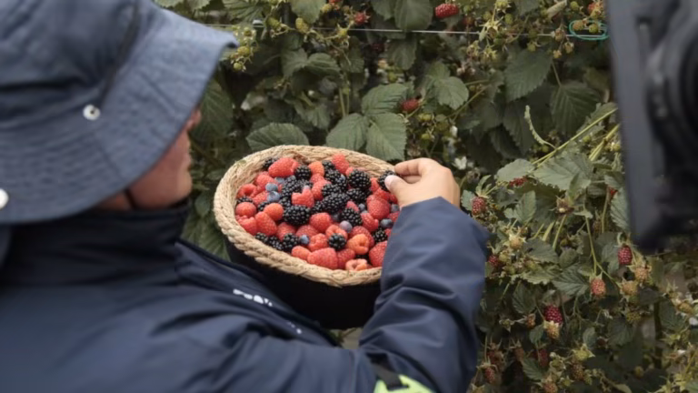 De la Sabana a su mesa: la historia de las mujeres que cultivan los frutos rojos que compramos en Bogotá